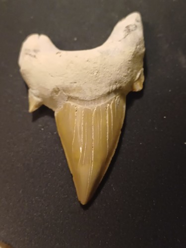 Dent requin otodus - dent,