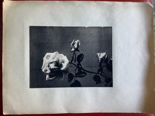 Photo ancienne art fleurs - ,