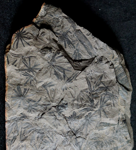 Rare fossile plante - ,