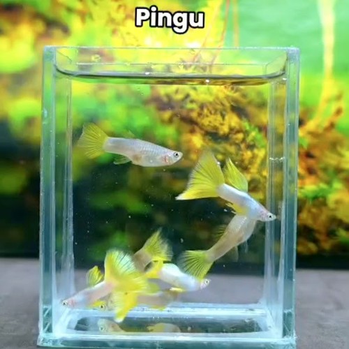 Paire guppy pingou - de,