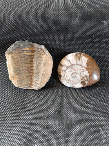 Fossile trilobite une - trilobite,