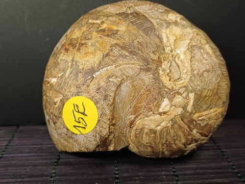 Nautile albien madagacar - nautile,
