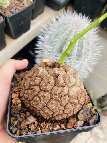 Dioscorea elephantipes - elephantipes,