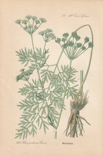 Wiesensilge - (silaum, silaus)