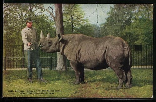 New york parc zoologique - york,,