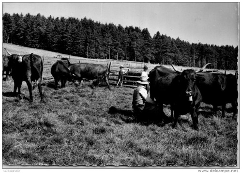 La traite des vaches - la,