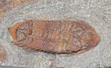 Fossile trilobite de Bretagne