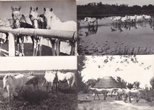 Lot de 4 cartes postales