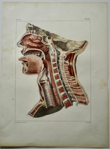 Bourgery jacob anatomie - bourgery,