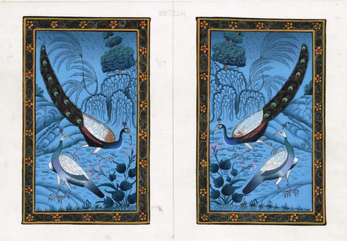 Paire paon peinture - de,
