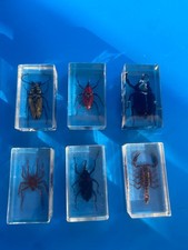 Lot De 6 Résine inclusion