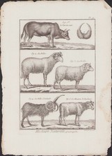 ✒ 1790 BUFFON Bonnaterre QUADRUPEDES taureau nain bélier brebis mouton Barbarie