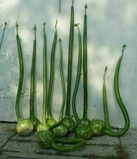 Courge Calebasse Extra Longue