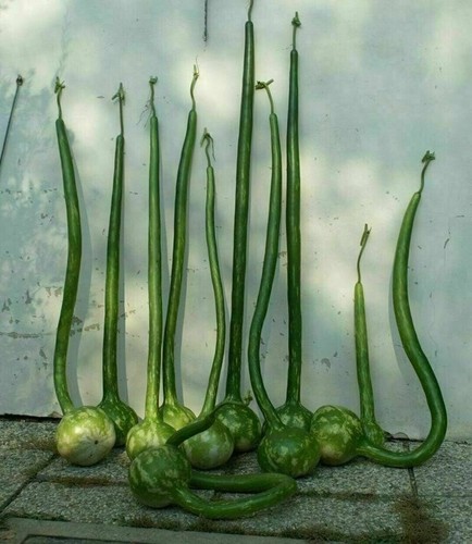 Courge calebasse extra longue - courge,