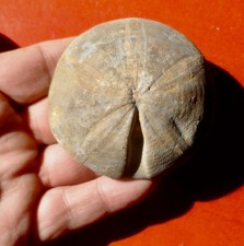 OURSIN FOSSILE JURASSIQUE DE