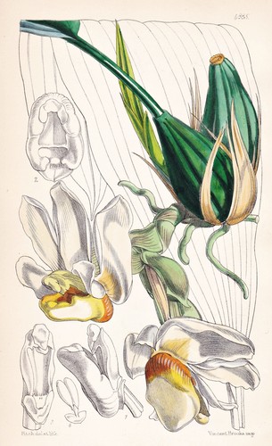Stanhopea ecornuta amérique - stanhopea,