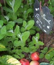 Menthe pomme à cidre - à, cidre'