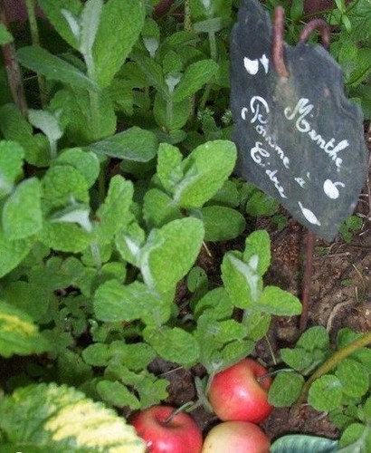 Menthe pomme à cidre - ♫,