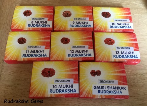 Rudraksha java indonésien - rudraksha,