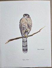 RAY HARM COOPERS HAWK- 48 YEAR
