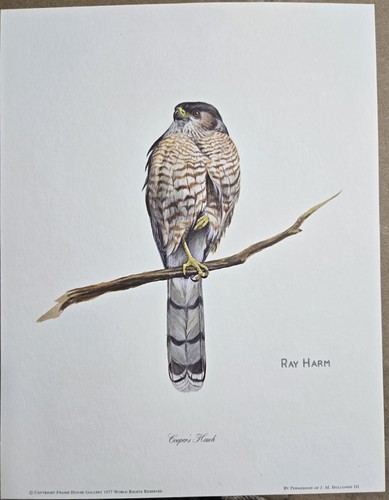 Ray harm coopers hawk year - hawk-, 48