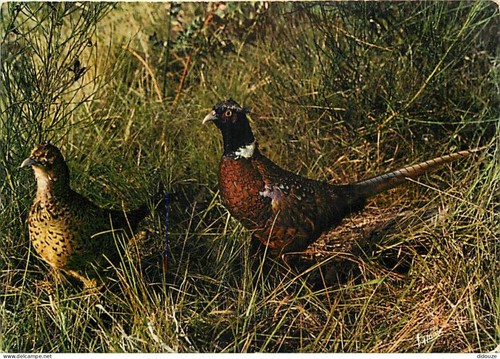 Carte postale animaux - carte,