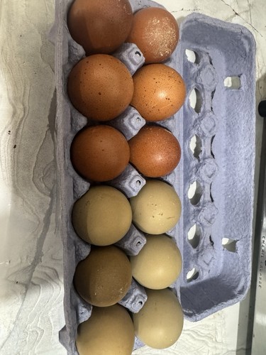 Hatching eggs olive and - eggs,