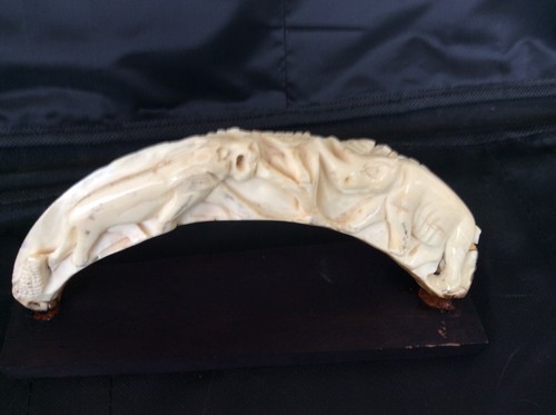 Dent phacochere sculptée - dent,