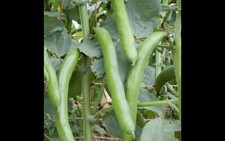 Feve Hang Down 40 Graines Bio