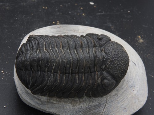 Fossile trilobite morocops - trilobite,