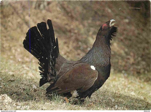 Carte postale animaux - postale,