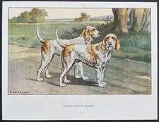 Briquet griffon vendéen