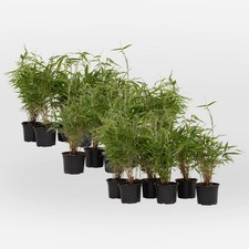 Bambou non-traçant - Set de