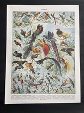 Planche originale ancienne