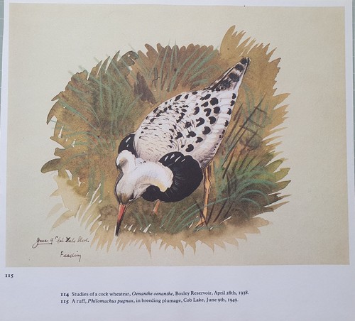 Beau tunique tunnicliffe - de,