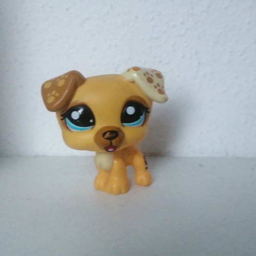 Littlest petshop lps 1579 - petshop, #1579