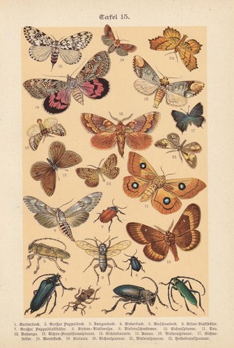Papillons coléoptères - papillons,