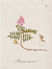 Alpen-Süßklee Alpine