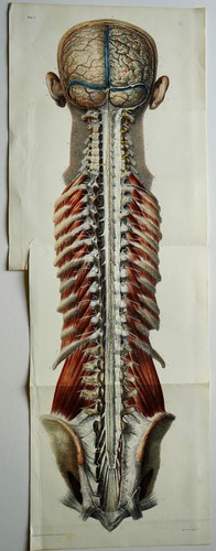 Bourgery jacob anatomie - bourgery,