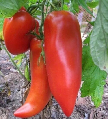 Graines tomate coréenne - de,
