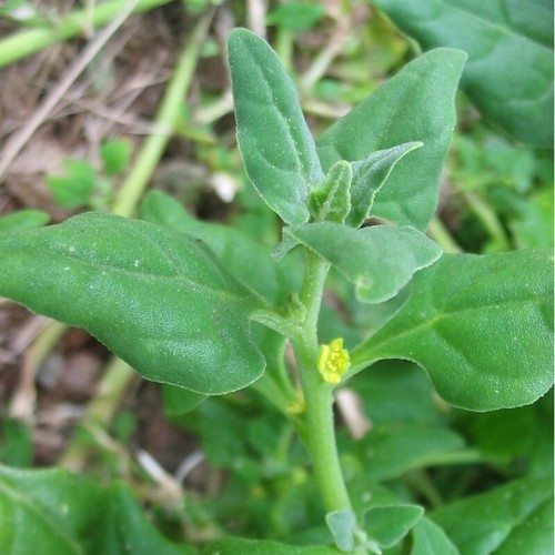 Graines tetragonia - 10,