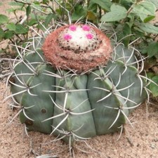 Melocactus axiniphorus