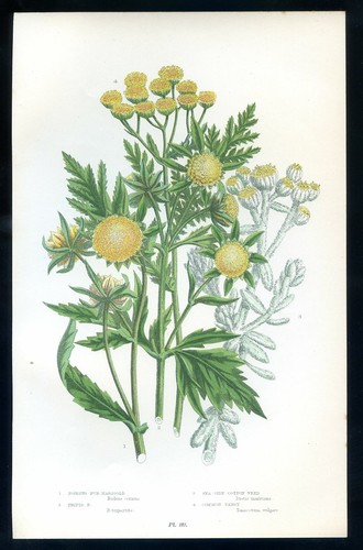 Botanique fleur tanacetum - botanique,,