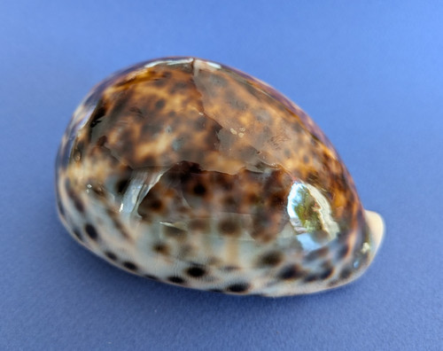 Cypraea tigris 109 - ,9, mm