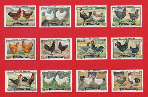 Hens poules gallinas - poules,
