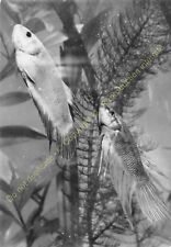 RPPC Photo Poisson Fish Pescado BETTA SPLENDENS