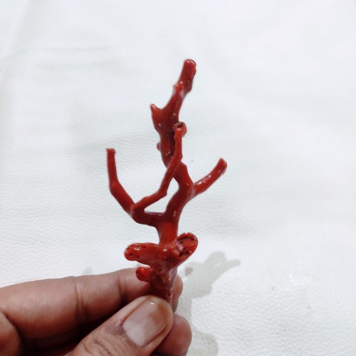 Branche corail rouge - branche, de