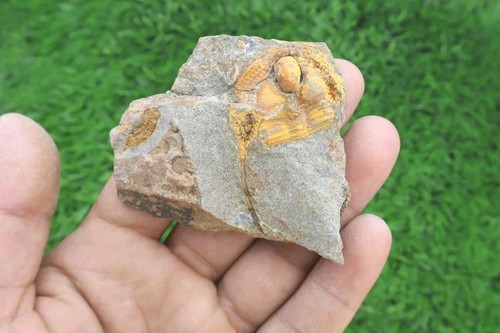 Onnia superba trilobites - onnia,