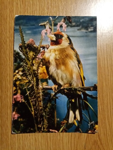 Carte postale les oiseaux de - postale,