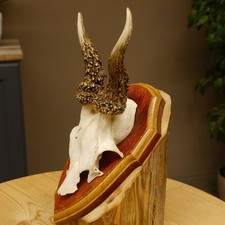 Bois de Cervidés Anormal